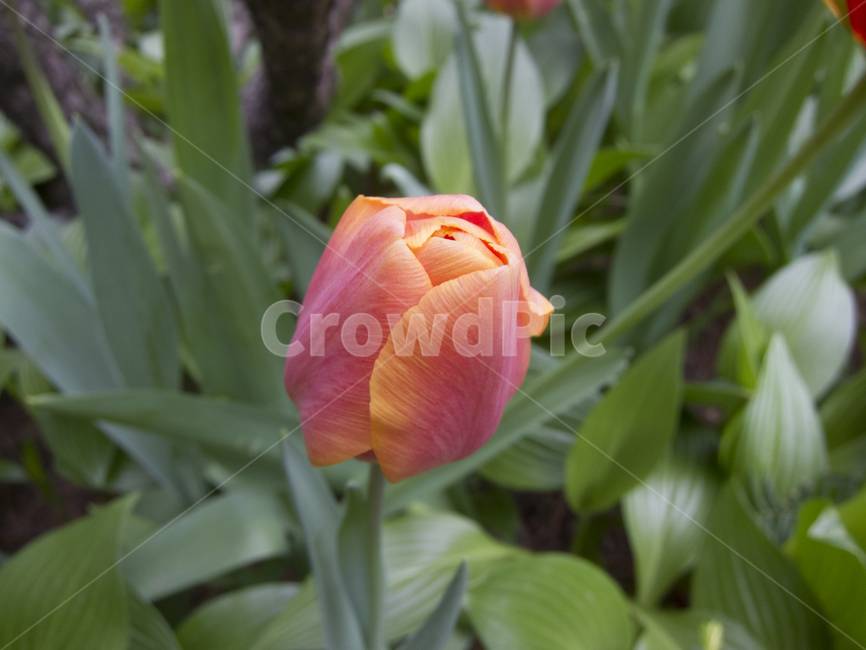 꽃,플라워,flower,채색,color,식물,자연,plants,nature,꽃,flower