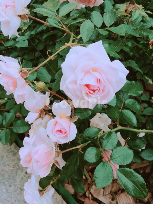 꽃,식물원,flower,bloom,분홍장미
