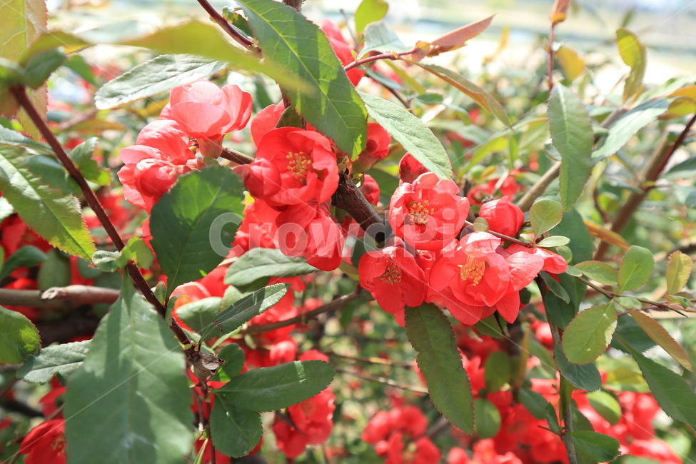 꽃,붉은꽃,식물,plant,봄,식물,자연,plants,nature,꽃,flower