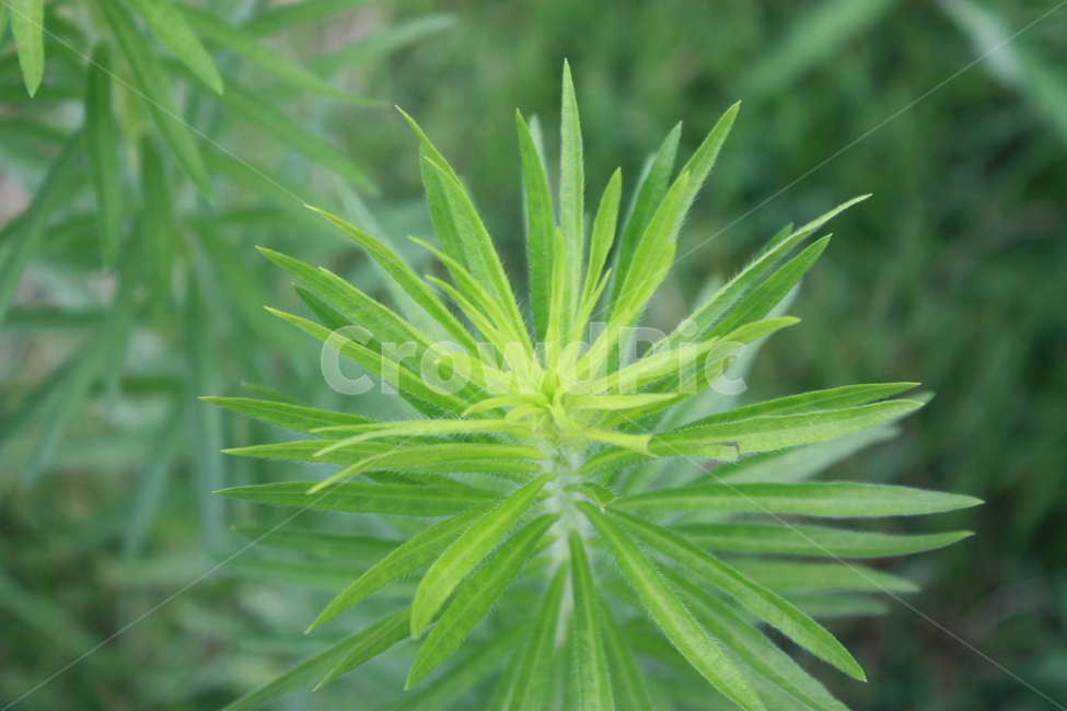 nature,leaf,자연,나뭇잎,식물