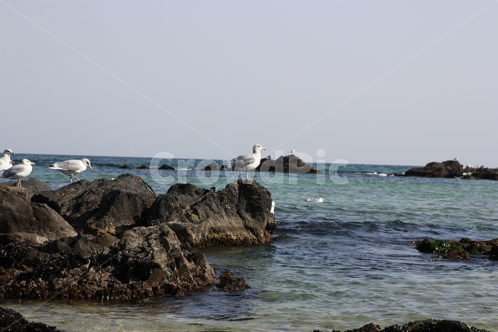 동해바다,바다,동해시,갈매기,파도,동물,animal,조류,새,birds