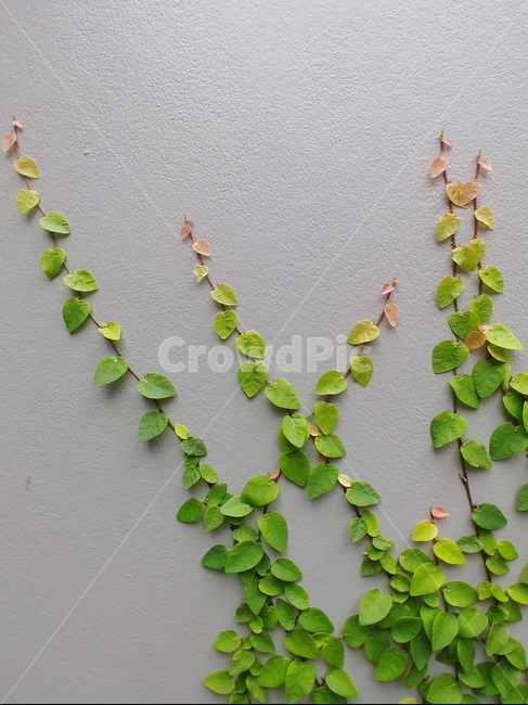 담쟁이,덩쿨,초록,하얀벽,이제시작하는,식물,자연,plants,nature