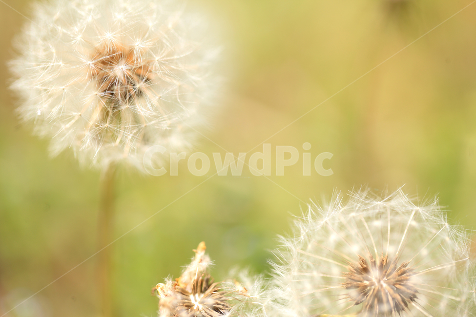 한국,봄,여름,민들레,민들레씨,민들레밭,꽃,꽃밭,자연,korea,spring,dandelion,flower,nature,식물,자연,plants,nature,꽃,flower,감성,sensible,feeling