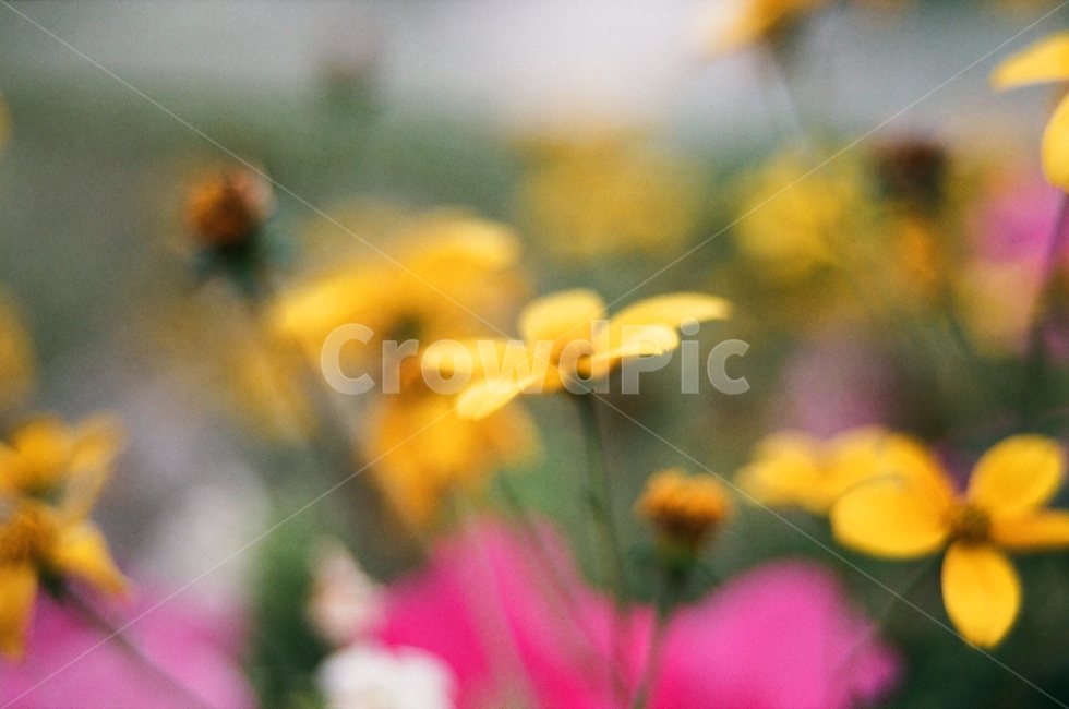 꽃,노랑,코스모스,들판,공원,노란꽃,초록,분홍,식물,자연,plants,nature,꽃,flower