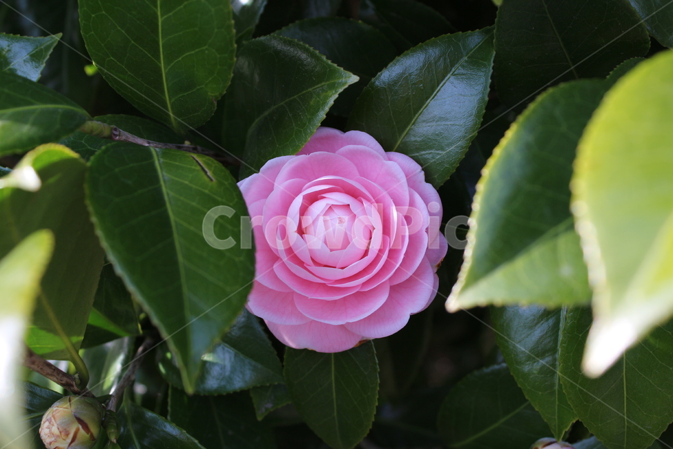 Jeju camellia,Camellia,blossom,camelliaflower,camellia flower,Camellia Hill,camellia,pink camellia,flower