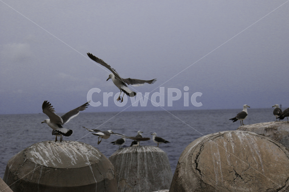 bird,바다,갈매기,방파제,animal,동물,animal,조류,새,birds