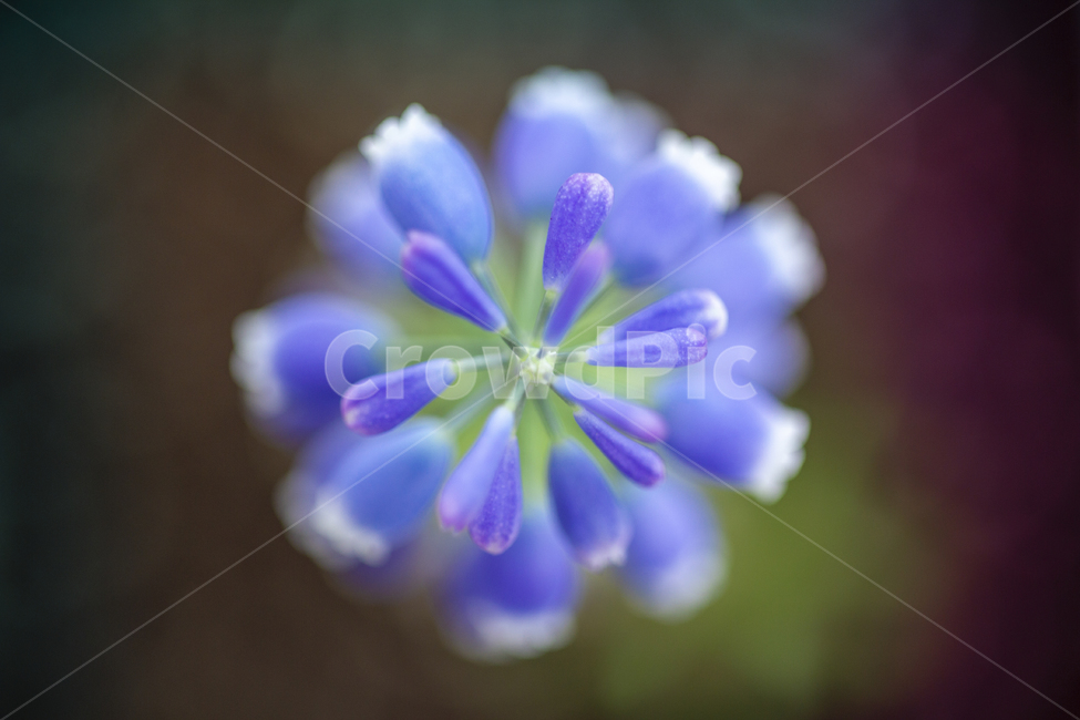 plant,식물,flower,꽃,blossom,무스카리,꽃잎