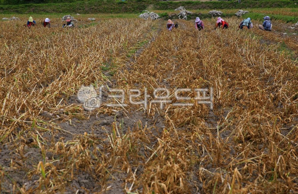 Rural,garlic,countryside,low pesticide,Garlic Harvest,Shortage of workers,garlic work,onomatopoeia,Eco,Uiseong Yuk Clove Garlic,Uiseong Garlic,harvesting,farming,Garlic digging,Agriculture,organic