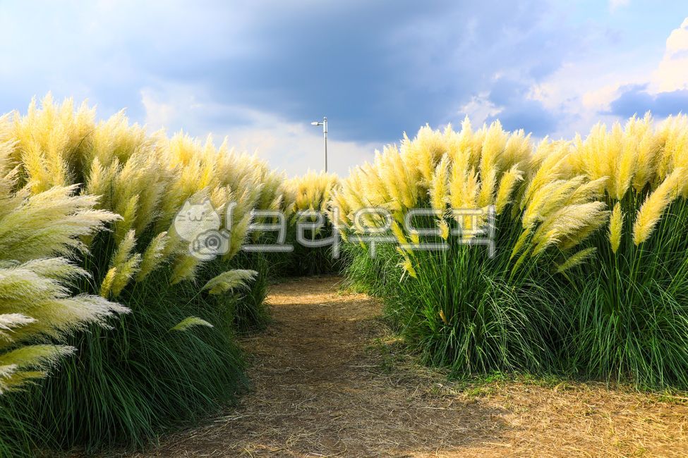 팜파스그라스,팜파스,갈대,갈색,pampasgrass,pampas,brown