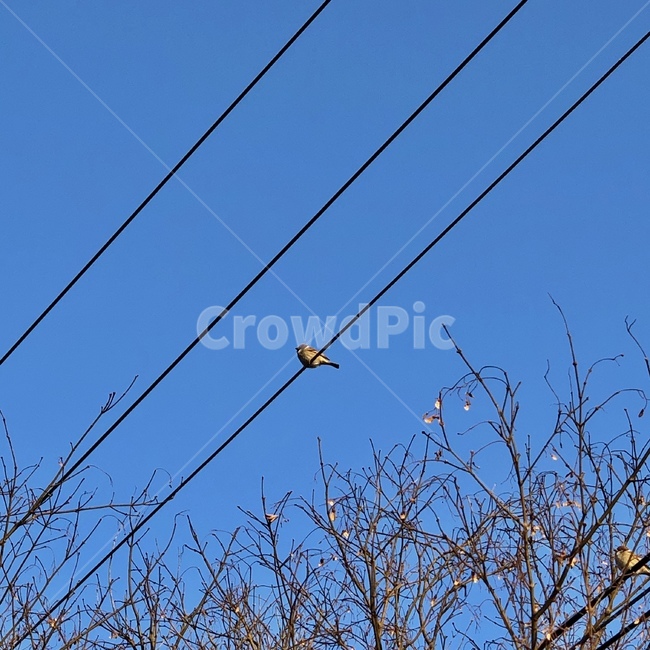 참새,cable,케이블,powerlines,전력선,electrictransmissiontower,송전탑,bird,새,animal,동물,하늘,sky,동물,animal,조류,새,birds