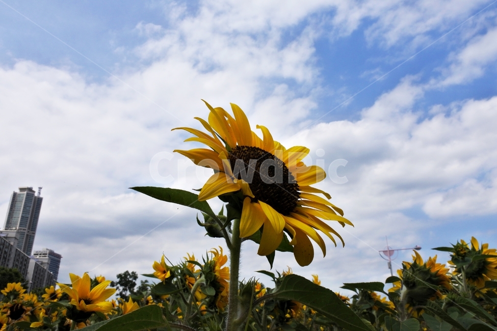 해바라기,여름,하늘보기,하늘,한강,안양천,자연,풍경,꽃,식물,자연,plants,nature,꽃,flower