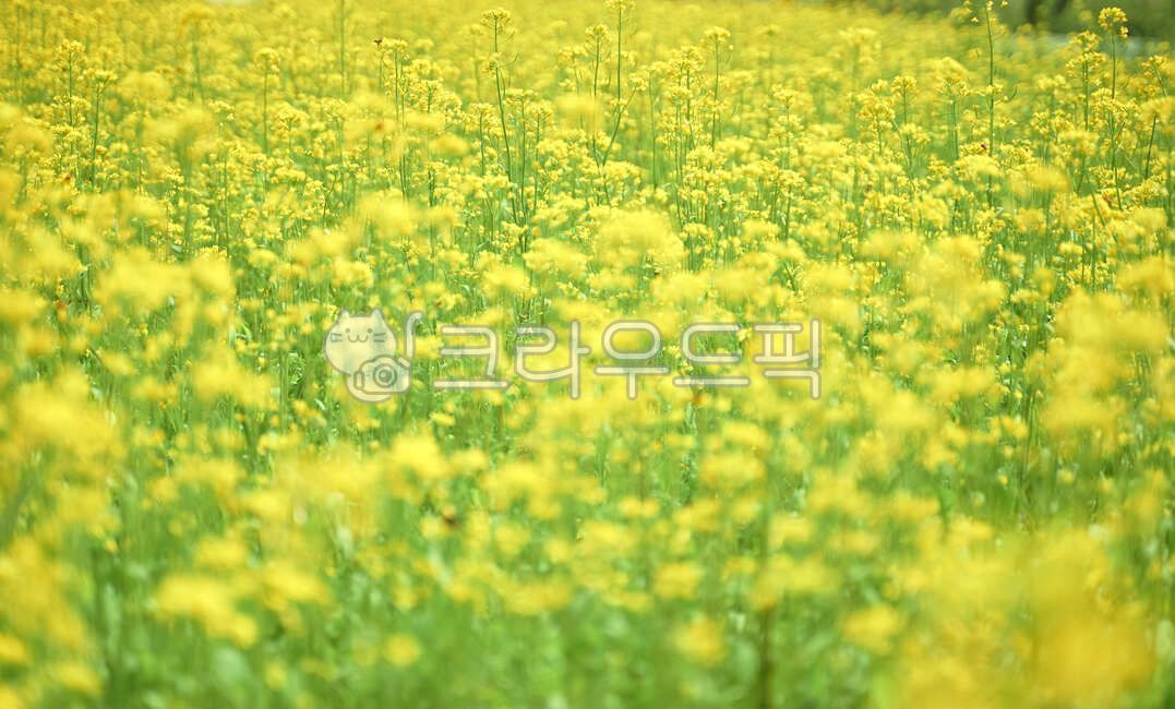 유채꽃,노란꽃,유채꽃밭,꽃밭,grassland,목초지,field,들,자연,nature,옥외,outdoors,background,꽃배경,식물,자연,plants,nature,꽃,flower