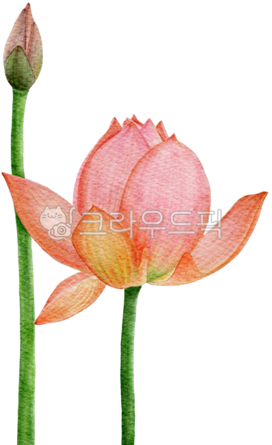png,background removal,cutout,illustration,element,drawing,picture,graphic,decoration,lotus,stem,watercolor lotus,hand drawing,botanical,art,painting,pastel tone,emotion,coloring,watercolor illustration,pink,green,petal,flower bud