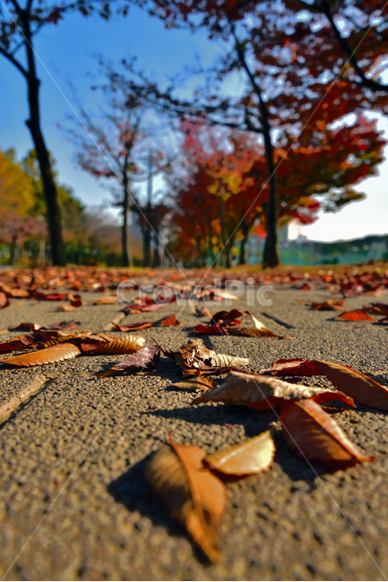 가을,autumn,fall,plant,식물,leaf,잎,낙엽,가을,계절,fall,autumn,season