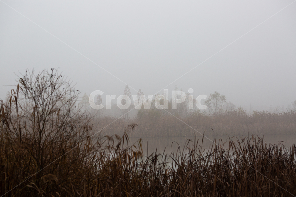 자연,풍경,늦가을,아침,안개,생태공원,몽환적,가을,계절,fall,autumn,season,자연,풍경,nature,landscape,weather,날씨,outdoors,옥외