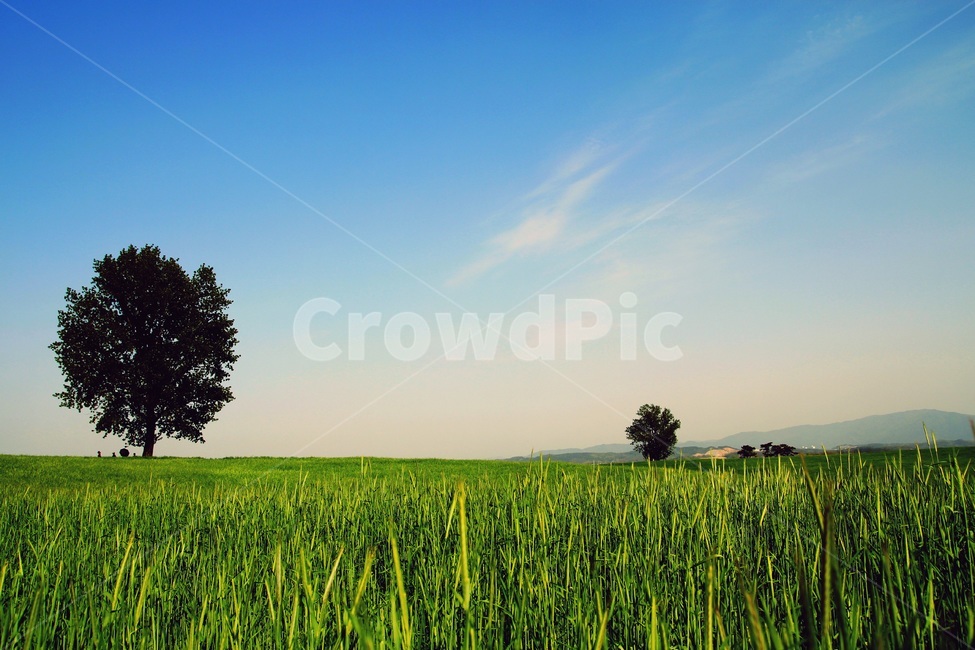 청보리,파란하늘,나무,농장,맑은날,왕따나무,green,parm,grass,bluesky,자연,풍경,nature,landscape,식물,plants,나무,trees,wood,휴식,힐링,rest,relaxation,healing,field,들,grassland,목초지,outdoors,옥외