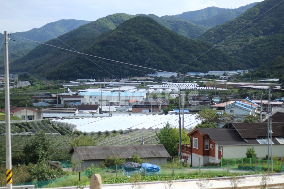 포도밭,시골,할머니댁,산,산골,outdoors,nature,자연