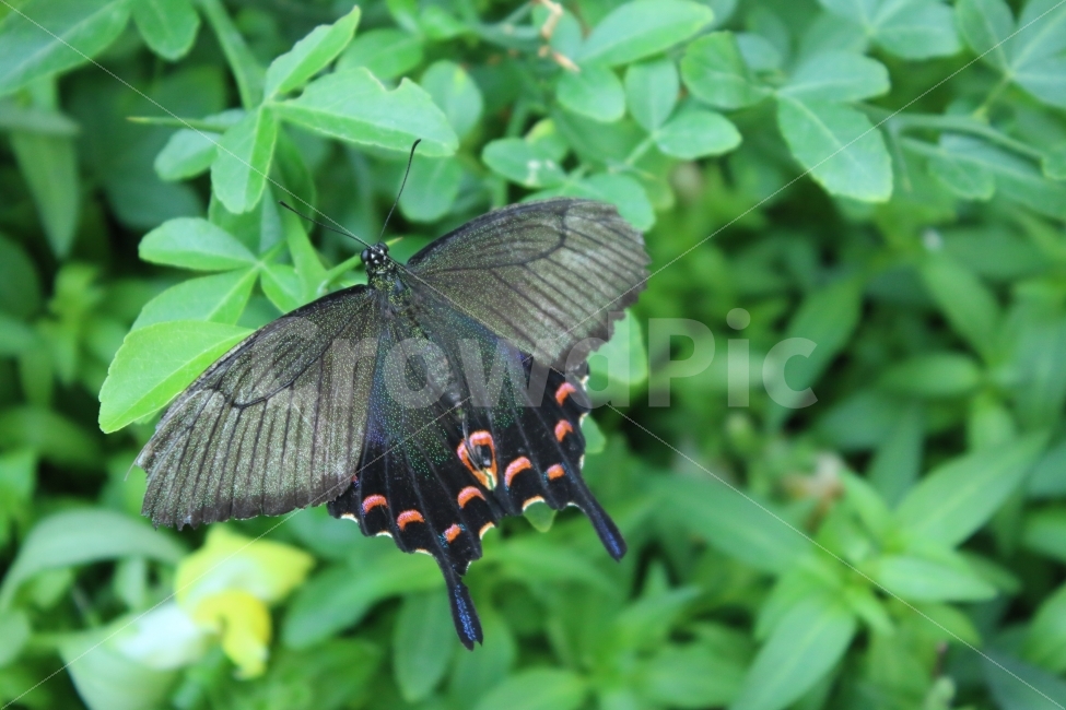 나비,제비나비,서울숲,곤충정원,곤충,색감,식물,자연,plants,nature,동물,animal,곤충,벌레,insect,bug