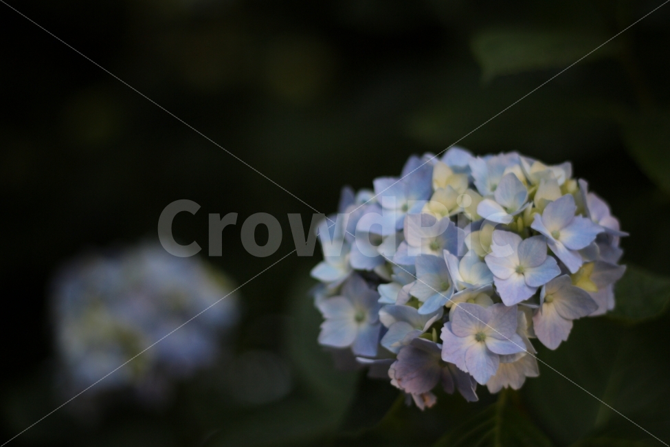 수국,꽃,식물,아웃포커싱,풍경,식물,자연,plants,nature,꽃,flower