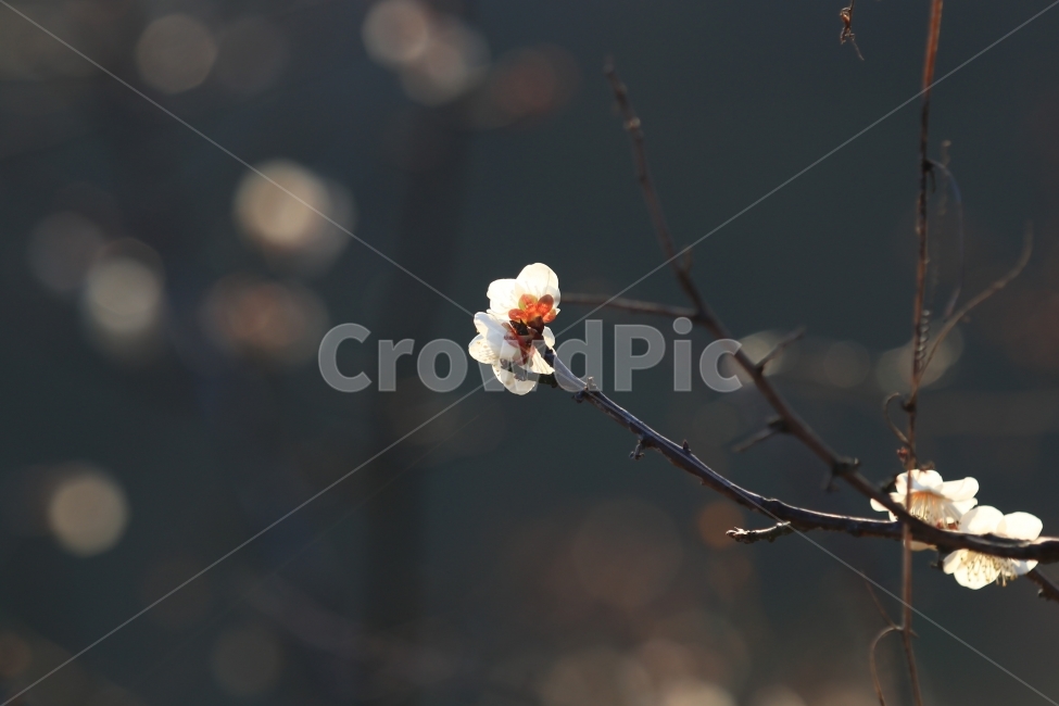 매화,꽃,매실꽃,봄,봄꽃,풍경,접사,식물,자연,plants,nature,꽃,flower