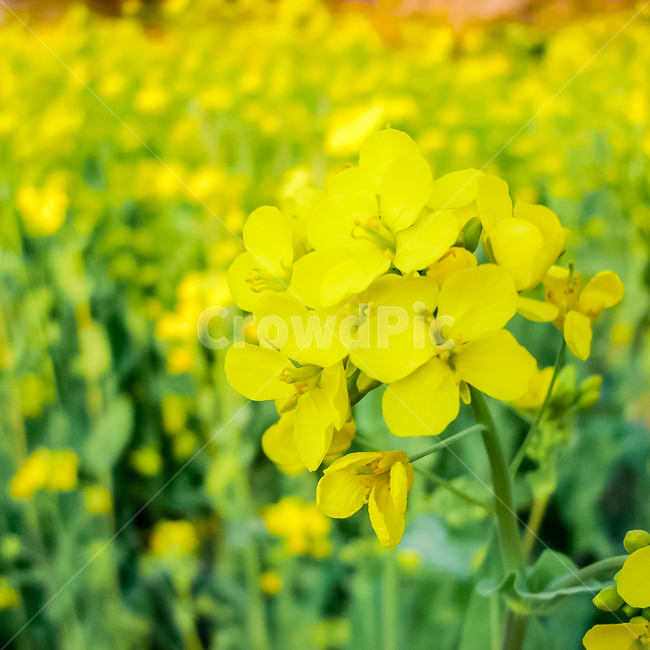 유채꽃,꽃,flower,정물,꽃송이,plant,식물,봄,계절,spring,season,식물,자연,plants,nature,꽃,flower,geranium,제라늄,blossom