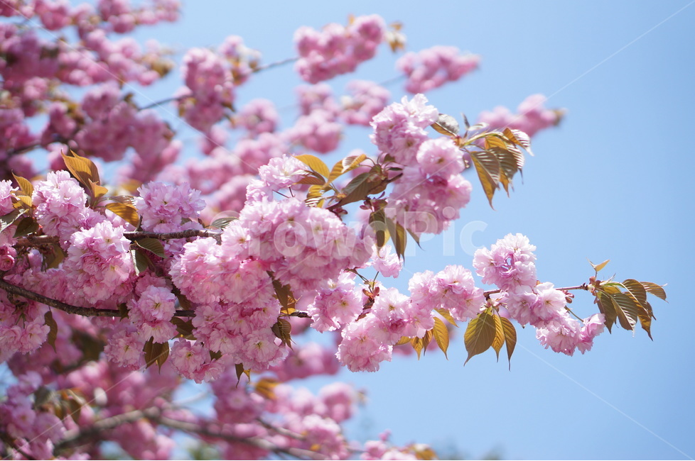 겹벚꽃,왕벚꽃,핑크,봄,하늘,풍경,봄,계절,spring,season,식물,자연,plants,nature,꽃,flower,plant