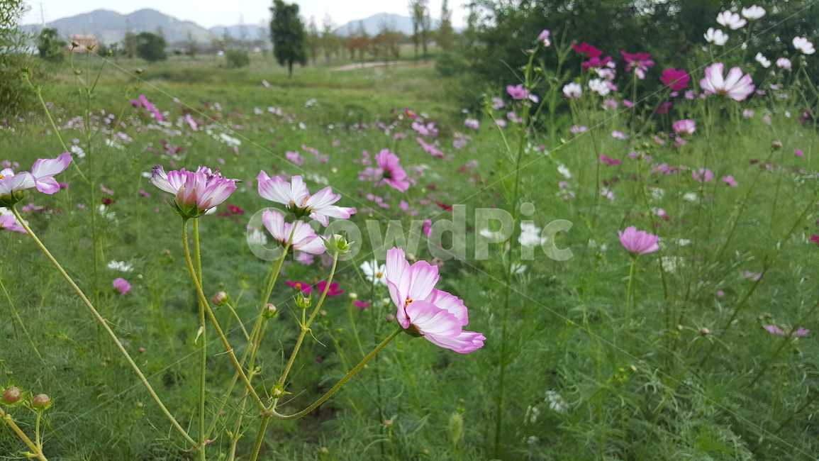 가을,꽃,봄,들꽃,생화,가을,계절,fall,autumn,season,식물,자연,plants,nature,꽃,flower,geranium,제라늄,blossom,plant,field,들,grassland,목초지,outdoors,옥외