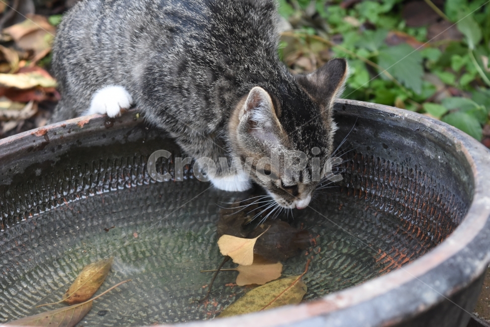 동물,고양이,물,길고양이,가을,동물,animal,포유류,mammal,고양이,cat,kitten,kitty