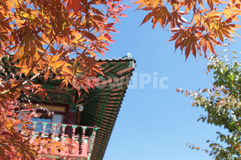 plant,식물,leaf,잎,tree,나무,단풍,한옥,지붕,전통기와,가을,계절,fall,autumn,season