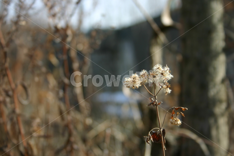 겨울,꽃,시들은,시든,쓸쓸함,tree,leaf,plant,green,nature,leaves,branch,fruit,isolated,spring,fresh,foliage,flower,garden,agriculture,flora,growth,forest,herb,organic,blossom,pine,macro,closeup,closeup,natural,twig,bloom,beauty,blooming,beautiful,petal,season,outdoors,environment,freshness,lush,grass,bouquet