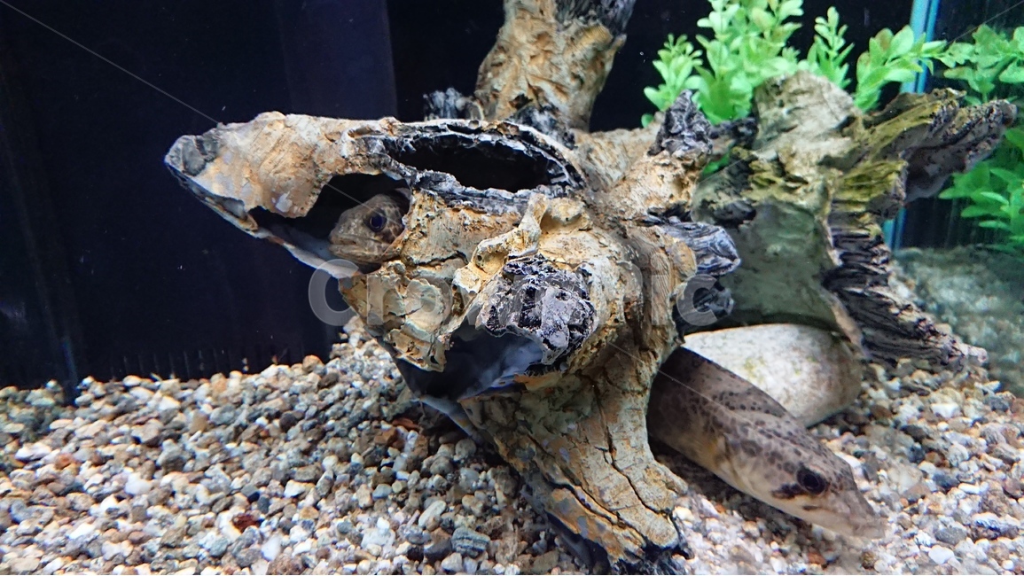 생물,물고기,수중,어항,물속풍경,열대어,관상어,수족관,동물,animal,어류,물고기,fish