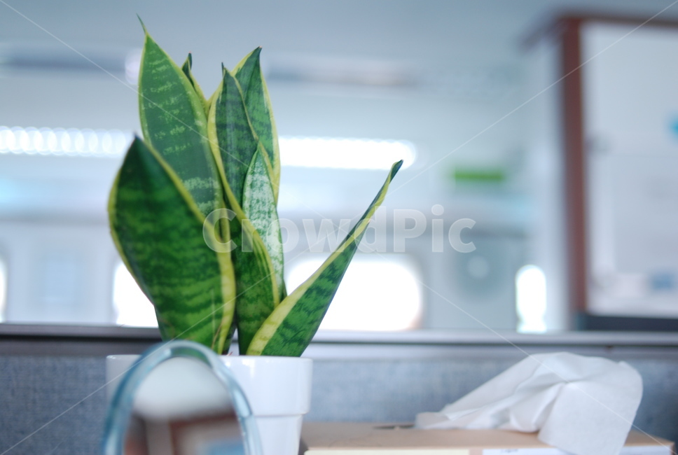 식물,화분,꽃,사무실,실내,식물,자연,plants,nature,실내용화초,화분,화초,house plant