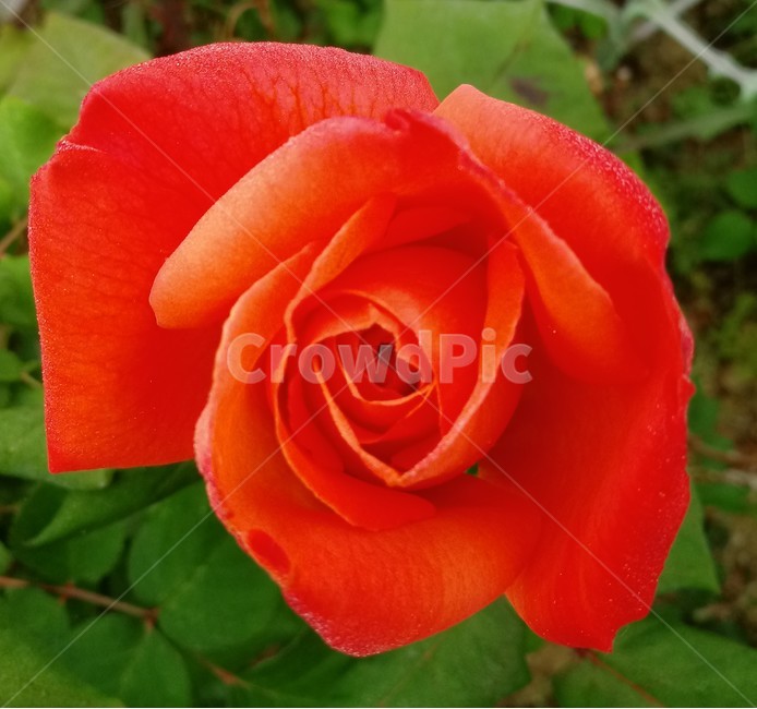 장미,장미꽃,플라워,식물,flower,로즈,붉은장미,rose