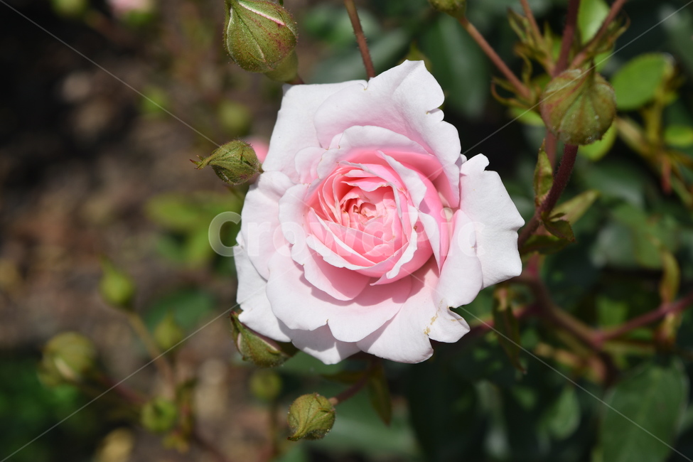 꽃,장미,식물,rose,flower,분홍장미,연분홍,식물,자연,plants,nature,꽃,flower
