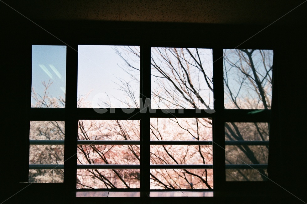 벚꽃,파란,하늘,분홍,봄,필름사진,봄,계절,spring,season,window,창문