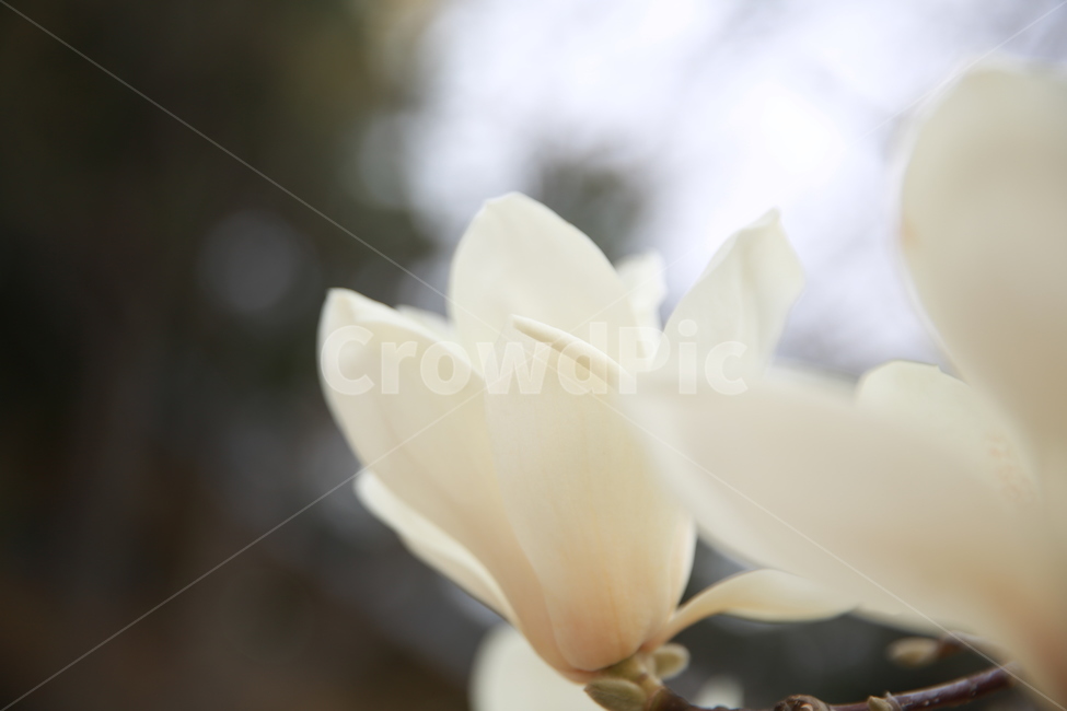 plant,식물,flower,blossom,꽃,꽃잎,식물,자연,plants,nature,꽃,flower
