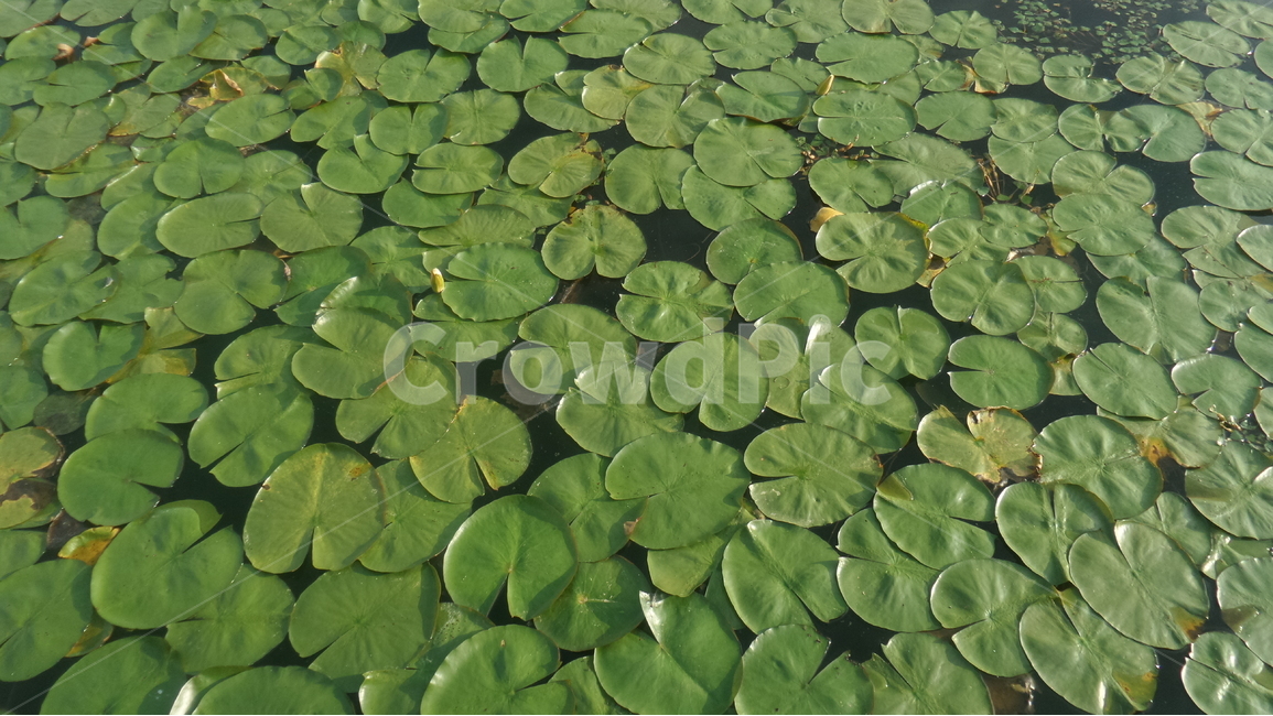 연잎,쌍둥이련꽃,수련목,연과,여러해살이풀,관상용,수생식물,식물,자연,plants,nature