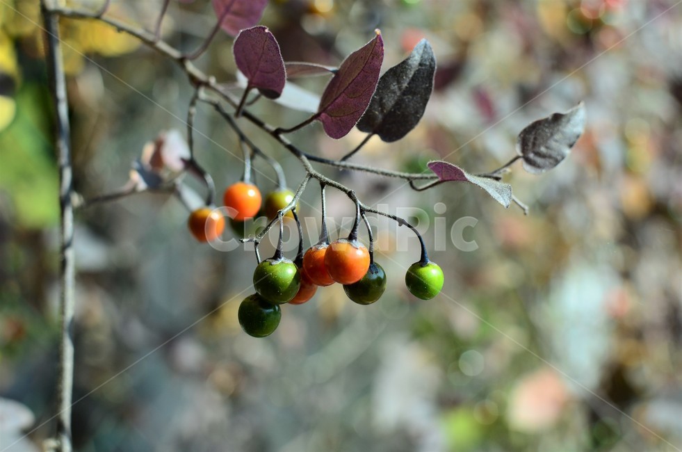 배풍등,가짓과,덩굴성,반관목,독성식물,약용,식물,자연,plants,nature,과일,열매,fruit