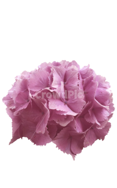 부케,수국,수국축제,flower,꽃,꽃,flower,누끼,remove background