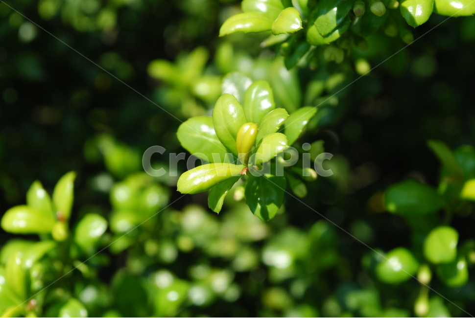 나무,초록,자연,햇살,나뭇잎,꽝꽝나무,잎,꽝꽝나무잎,식물,자연,plants,nature