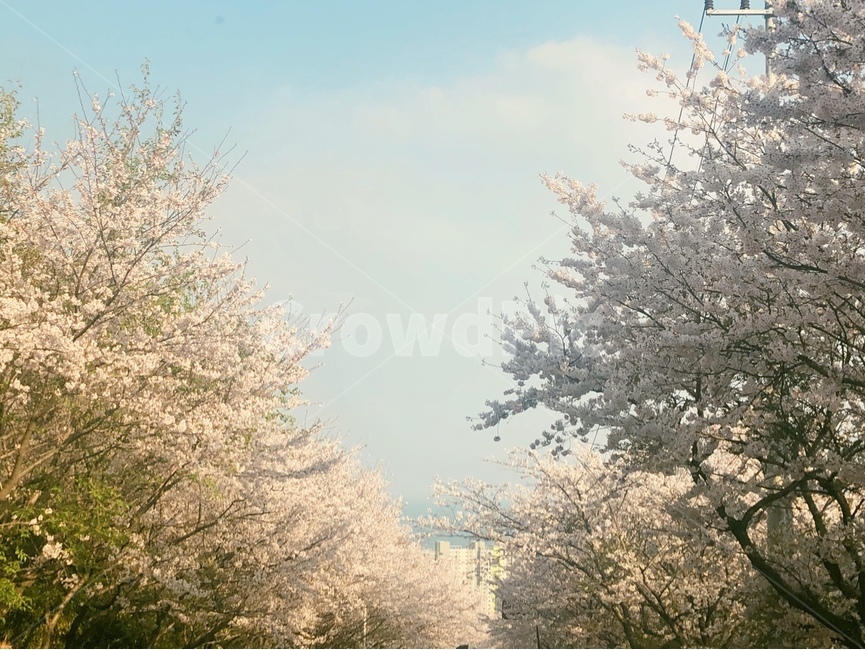벚꽃,봄,풍경,봄풍경,분위기,꽃놀이,봄,계절,spring,season,자연,풍경,nature,landscape,flower,꽃,cherry blossom,plant,식물,blossom