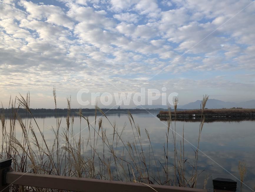 plant,식물,grass,잔디,하늘,가을,가을하늘,sky,autumn,갈대,갈대밭,강,물