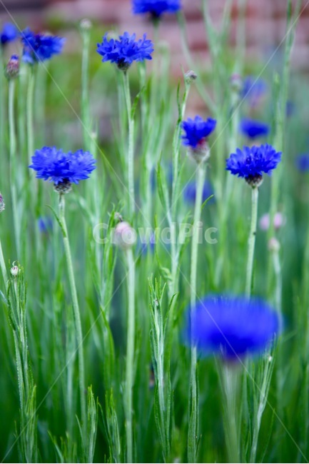 보라색,꽃,자연,배경,송이꽃,식물,자연,plants,nature,꽃,flower