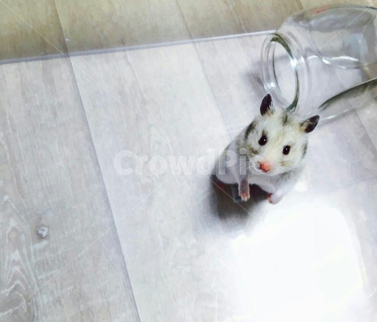 햄스터,쥐,골든햄스터,귀여움,깜찍
