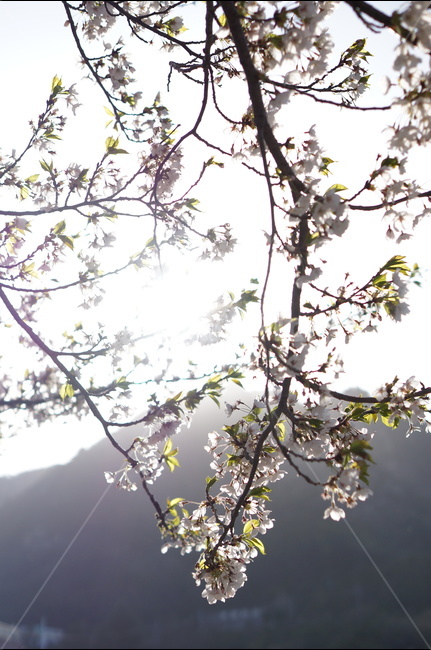저녁,석양,노을,해,빛,나무,맑음,봄,봄,계절,spring,season,식물,자연,plants,nature,꽃,flower,휴식,힐링,rest,relaxation,healing,plant,blossom,cherry blossom,벚꽃