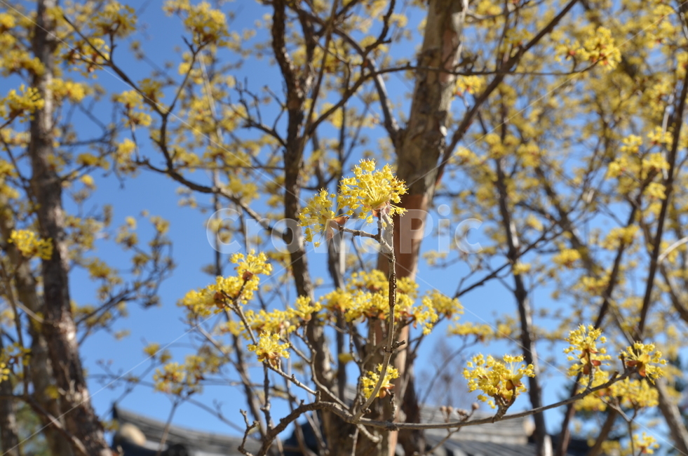 꽃,봄,나무,노란꽃,꽃나무,노랑꽃,노랑,노랑색,봄,계절,spring,season,식물,자연,plants,nature,꽃,flower,plant