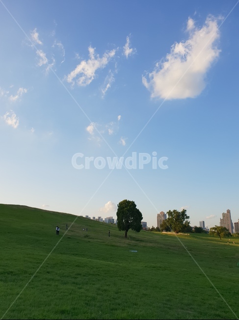 풍경,나홀로나무,나무,잔디,들판,outdoors,field,자연,풍경,nature,landscape,나무,trees,wood,들,옥외,grass,plant,식물