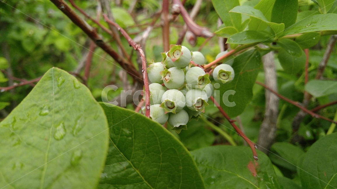 아로니아,열매,식물,잎,녹색,배경,감성,계절,aronia,fruit,plants,leaf,green,background,emotional,season