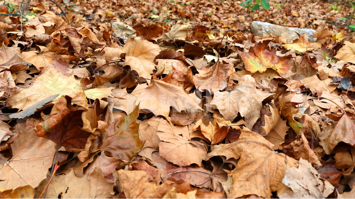낙엽,단풍,나뭇잎,자연,가을,가을,계절,fall,autumn,season,plant,식물,leaf,잎,tree,나무