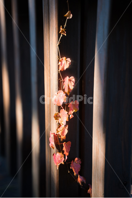 담쟁이덩굴,단풍,가을,빨강,자연,식물,가을,계절,fall,autumn,season,식물,자연,plants,nature,감성,sensible,feeling,plant
